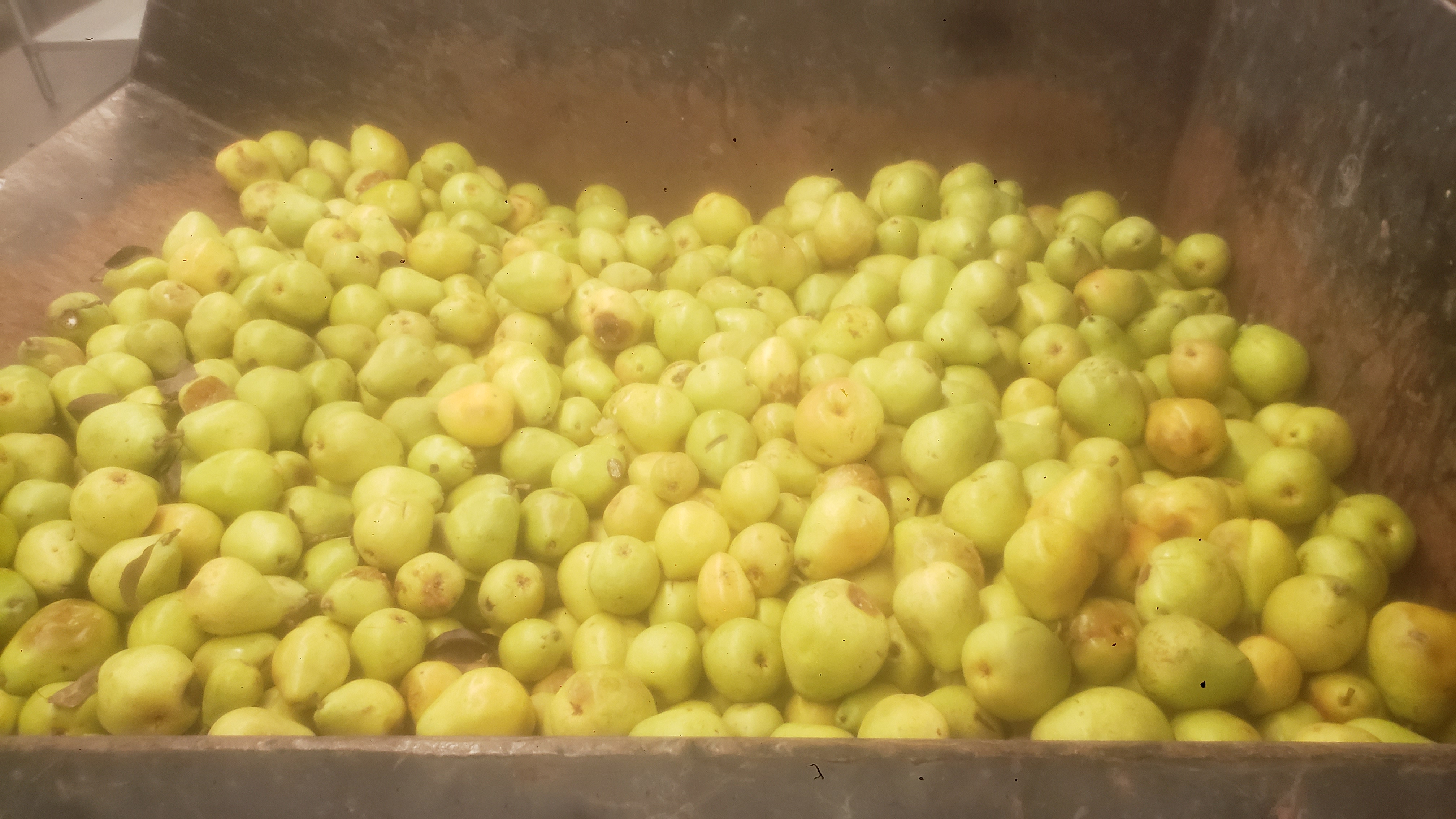 Bad pears in a dumpster.